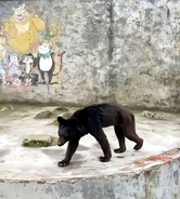 動物園のクマ、痩せすぎてまるでイヌ―中国