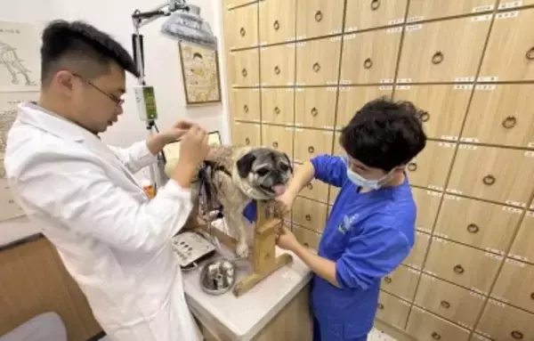 はり・きゅうに中医薬、中国でペットの中獣医療がブームに