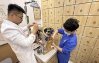 はり・きゅうに中医薬、中国でペットの中獣医療がブームに