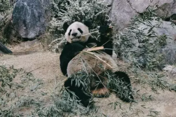 上野のパンダ2頭が来年1月に中国返還、日本はパンダがいなくなる事態に直面―台湾メディア