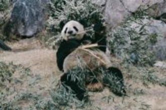 上野のパンダ2頭が来年1月に中国返還、日本はパンダがいなくなる事態に直面―台湾メディア