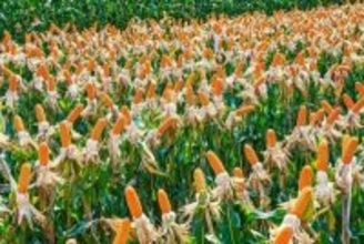 2026種子大会の農地実証品種展示会、海南島三亜市で開催―中国