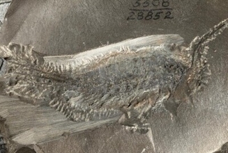 中国の最新研究、昆虫の水生から陸生への進化過程を解明