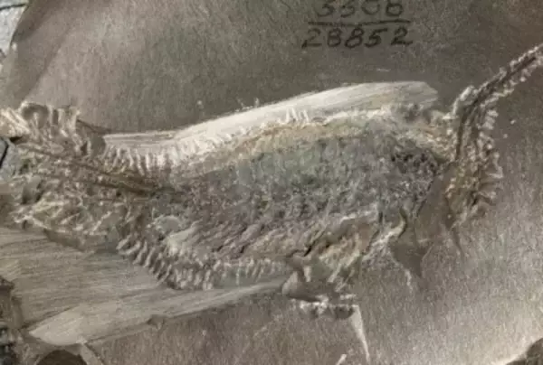 中国の最新研究、昆虫の水生から陸生への進化過程を解明