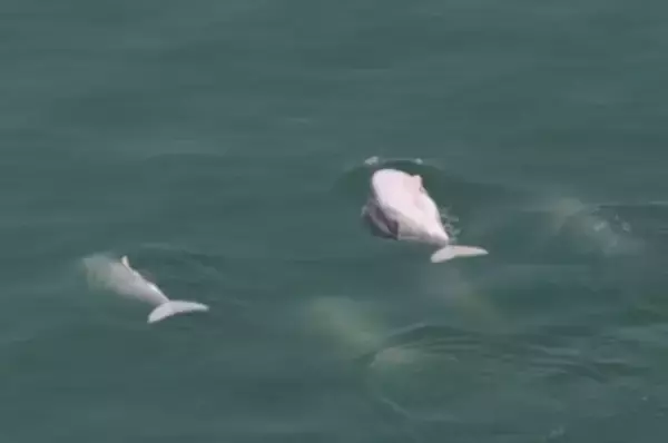 アモイの海域に赤ちゃんと並んで泳ぐシナウスイロイルカの姿―中国