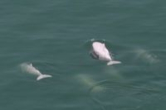 アモイの海域に赤ちゃんと並んで泳ぐシナウスイロイルカの姿―中国