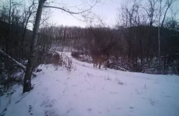 野生復帰アムールトラ「完達山1号」の元気な姿を確認―中国