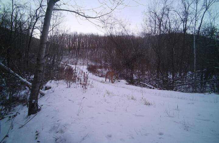 野生復帰アムールトラ「完達山1号」の元気な姿を確認―中国