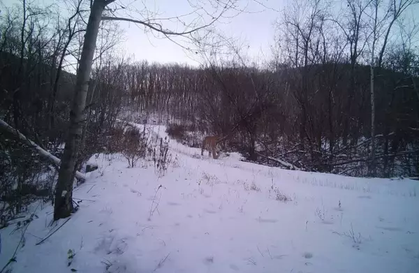 「野生復帰アムールトラ「完達山1号」の元気な姿を確認―中国」の画像