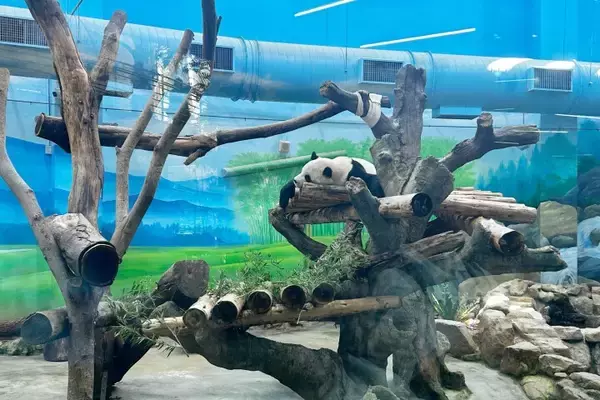 「日本の議員が台湾のパンダ貸出を画策？中国が警告「パンダを貢ぎ物にするな」―香港メディア」の画像