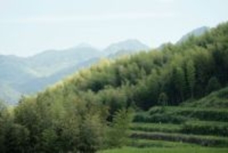 中国人1人当たりの樹木は約100本、緑化年平均の純増加幅は世界トップ