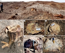 1億6000万年前の森林生産性、現代を大きく上回っていた―中国メディア