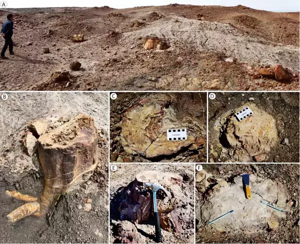 1億6000万年前の森林生産性、現代を大きく上回っていた―中国メディア