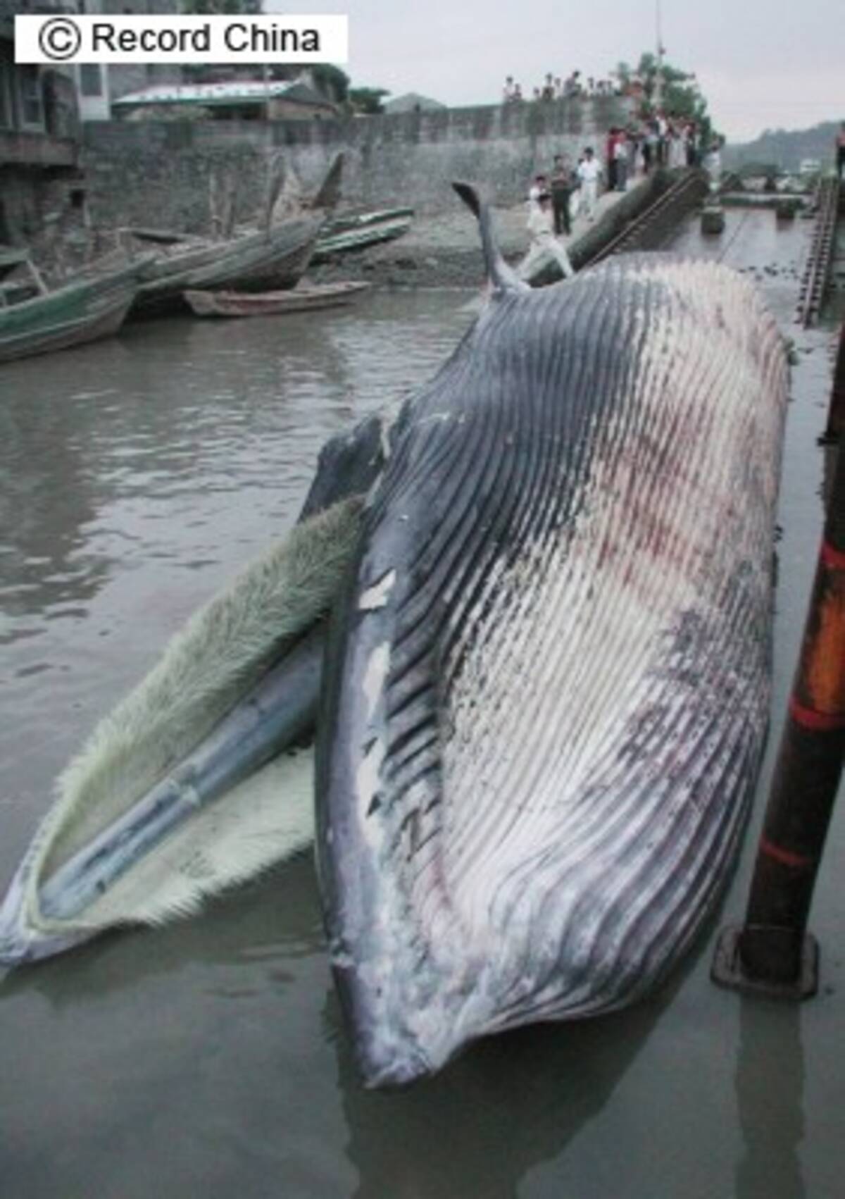 捕鯨 日本人はなぜクジラに固執するのか 継続で世界の悪役に 中国人