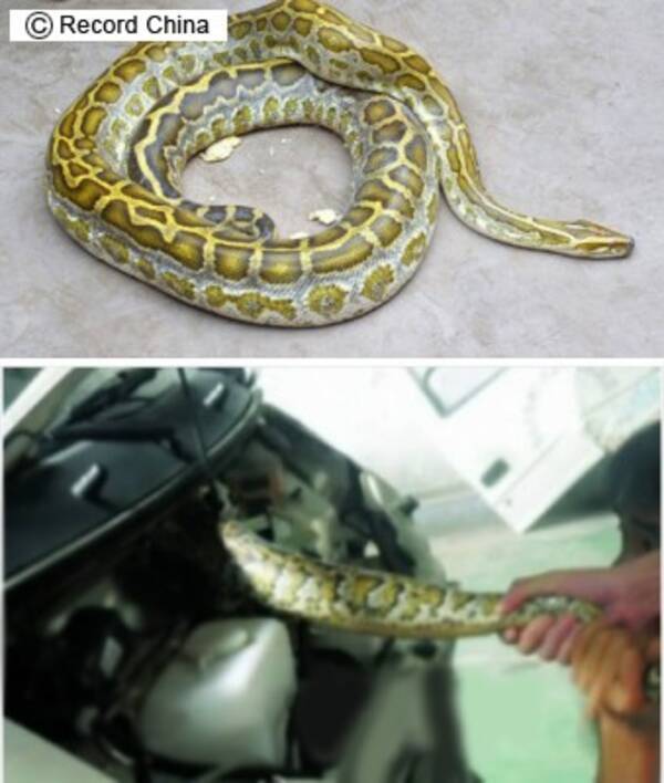 巨大ニシキヘビを自動車内で飼育 目的は盗難防止 広東省珠海市 13年7月31日 エキサイトニュース