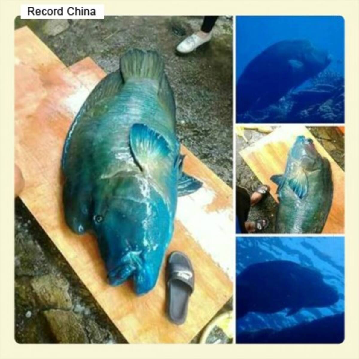 漁獲禁止の巨大魚を殺した民宿経営者 ネットユーザーから批判殺到 台湾 2016年5月24日 エキサイトニュース