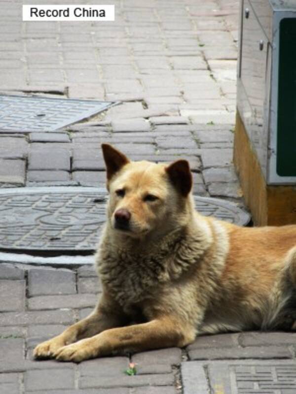 なぜ 韓国全土で 犬泥棒注意報 発令中 韓国ネット 人の犬を盗むのは誘拐と同じ こんな泥棒が韓国人であること自体が恥だ 16年7月17日 エキサイトニュース