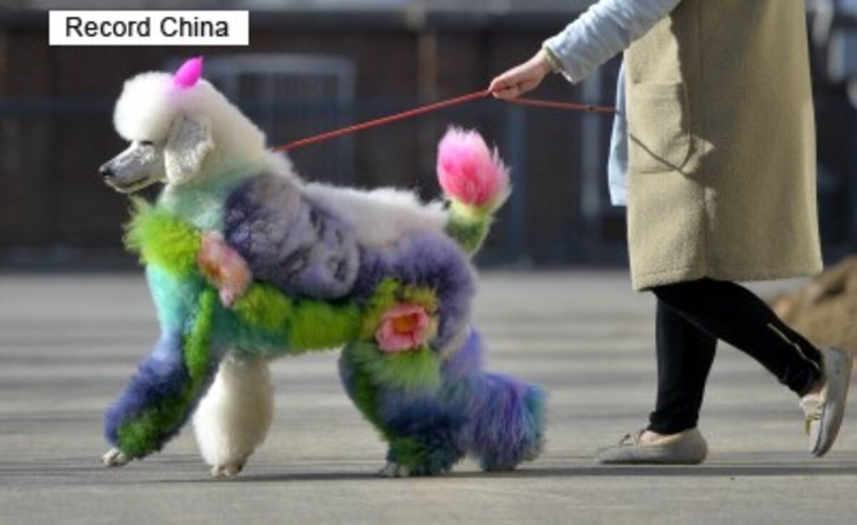 中国にど派手なカラフル犬が出現 空前のペットブームで人形のような扱い 中国メディア 19年1月5日 エキサイトニュース