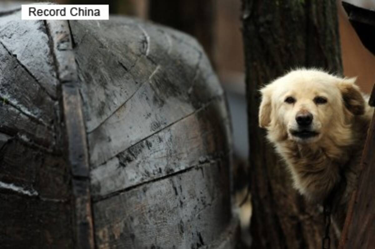 韓国 釜山の食用犬市場が完全閉鎖 一部で犬食文化のある中国ネットの反応は 19年7月9日 エキサイトニュース