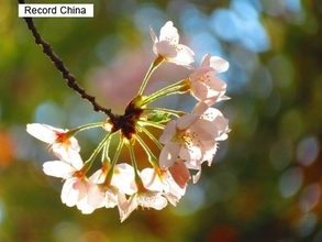 新型コロナでビザ失効、日本旅行に行けなくなった中国人男性は返金してもらえるのか―中国メディア