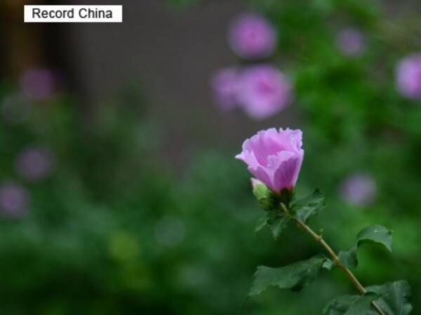 旭日旗は韓国の国花を模して作られた 韓国で 国花を代えよう の声が上がる理由 年7月31日 エキサイトニュース