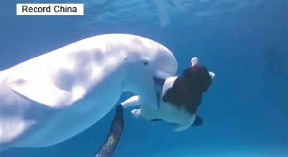 水族館のシロイルカが人を攻撃 専門家 非常に危険 中国 年9月7日 エキサイトニュース