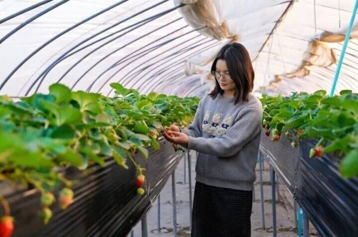 安徽省長豊県のイチゴが百億元規模の大産業に発展したワケ―中国
