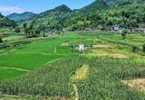 「貴州省銅仁市、ドローンで山岳農業の発展の道を切り開く―中国」の画像2