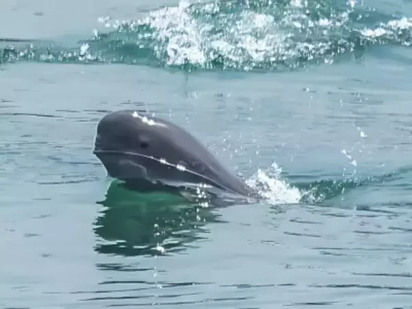 長江スナメリの個体数が1426頭に回復、長江10年間禁漁の新成果―中国メディア