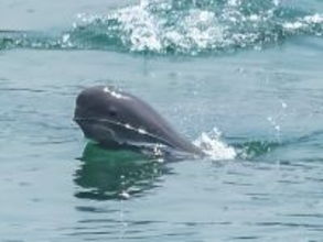 長江スナメリの個体数が1426頭に回復、長江10年間禁漁の新成果―中国メディア