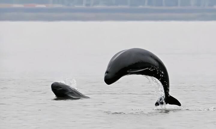 長江スナメリの個体数が1426頭に回復、長江10年間禁漁の新成果―中国メディア