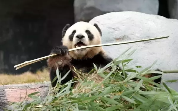 「赤ちゃんパンダから高齢パンダまで、保護研究センターの綿陽中華大熊猫苑―四川省」の画像