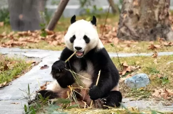 「赤ちゃんパンダから高齢パンダまで、保護研究センターの綿陽中華大熊猫苑―四川省」の画像