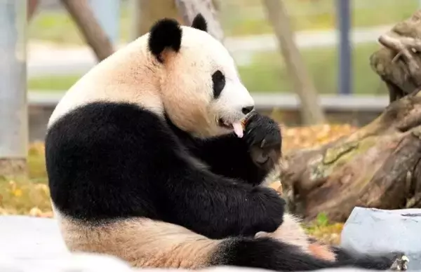 「赤ちゃんパンダから高齢パンダまで、保護研究センターの綿陽中華大熊猫苑―四川省」の画像