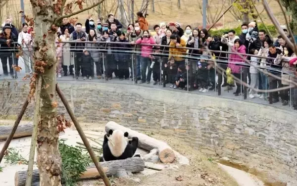 「赤ちゃんパンダから高齢パンダまで、保護研究センターの綿陽中華大熊猫苑―四川省」の画像