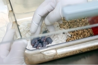 中国の「宇宙ネズミ」が地球で無事出産―中国メディア