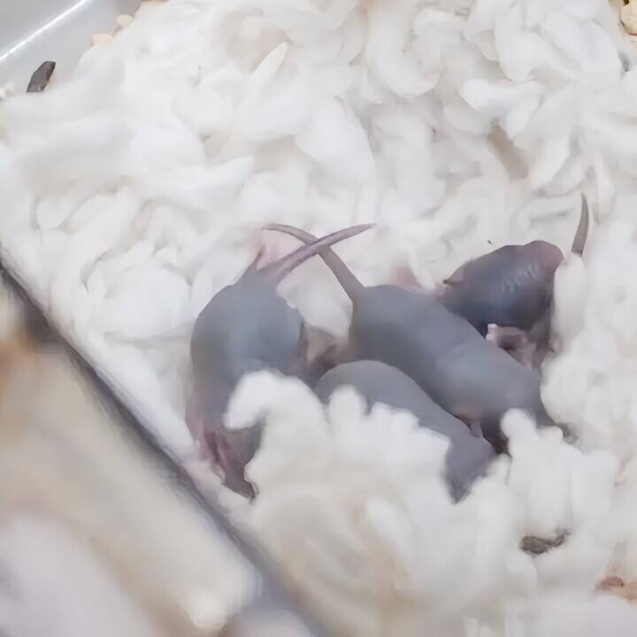 中国の「宇宙ネズミ」が地球で無事出産―中国メディア