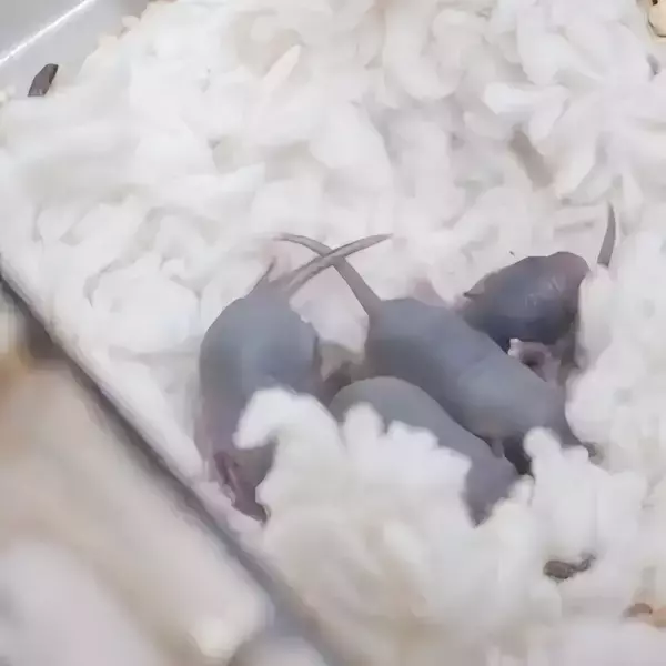 「中国の「宇宙ネズミ」が地球で無事出産―中国メディア」の画像