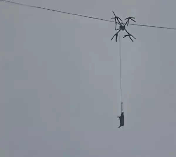 中国の山村で10時間停電、生きたブタをつるして運搬していたドローンが電線に引っかかる
