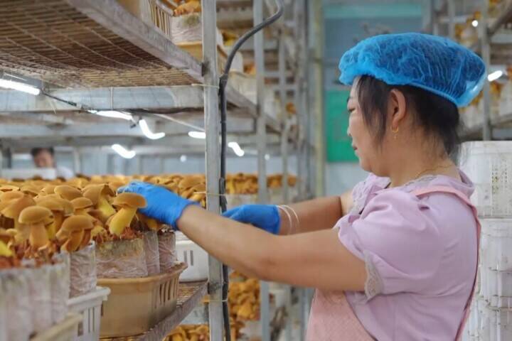 日産6トン、人工栽培の「見手青」が一般家庭の食卓へ―中国