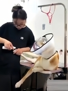 中国のトリマーが柴犬を「虐待」する映像が物議、日本と絡め暴言も―台湾メディア