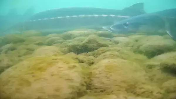 ヨウスコウチョウザメの野生個体群再生に重要なブレークスルー―中国