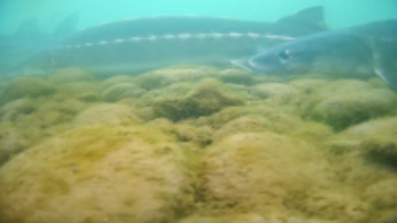 ヨウスコウチョウザメの野生個体群再生に重要なブレークスルー―中国