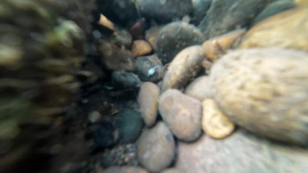 ヨウスコウチョウザメの野生個体群再生に重要なブレークスルー―中国