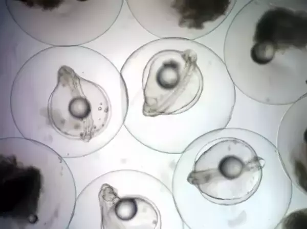 ウナギの完全養殖に向け重要成果、先行ランナーの日韓を追い上げ―中国メディア