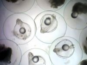 ウナギの完全養殖に向け重要成果、先行ランナーの日韓を追い上げ―中国メディア