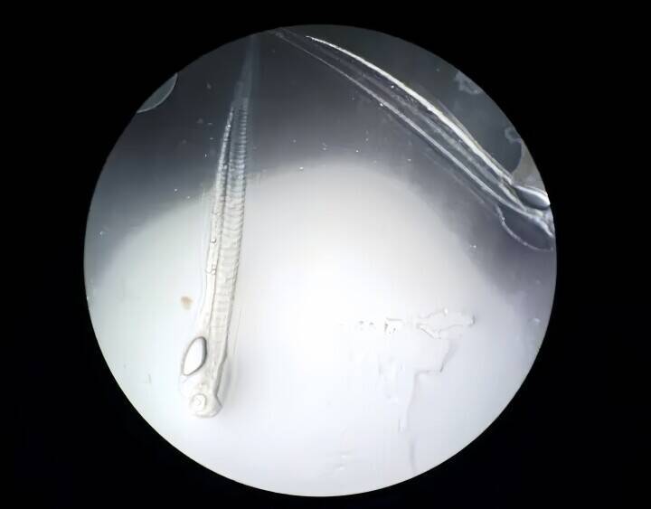 ウナギの完全養殖に向け重要成果、先行ランナーの日韓を追い上げ―中国メディア