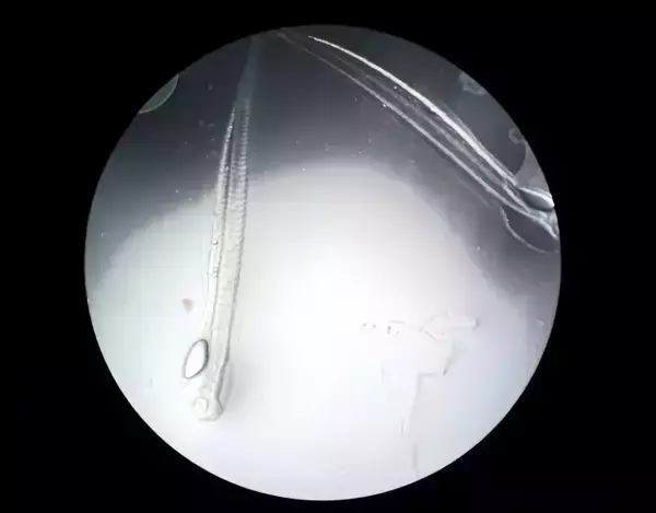 「ウナギの完全養殖に向け重要成果、先行ランナーの日韓を追い上げ―中国メディア」の画像