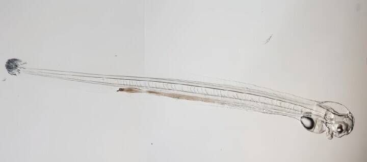 ウナギの完全養殖に向け重要成果、先行ランナーの日韓を追い上げ―中国メディア