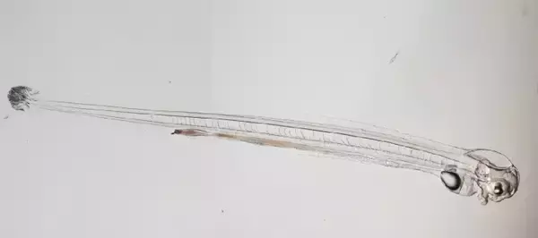 「ウナギの完全養殖に向け重要成果、先行ランナーの日韓を追い上げ―中国メディア」の画像